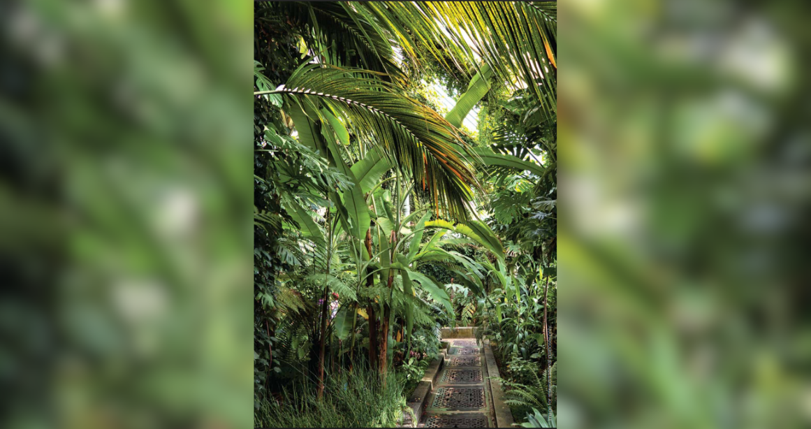 Narang-Vivenda-Akira-Miyawaki